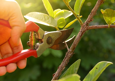 Clipping a small tree branch