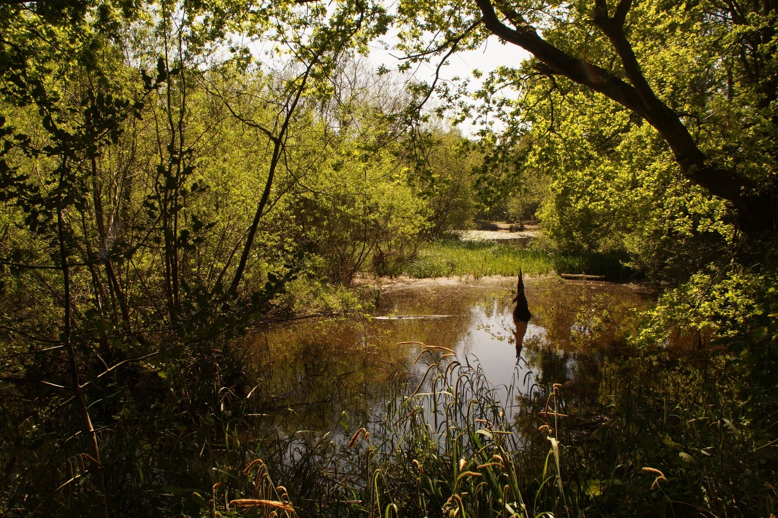 A large pond surrounded by green trees and bushes. Saturation has been added to the image to make it darker.