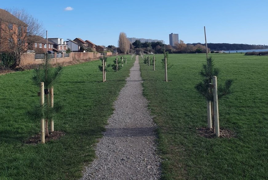 Trees planted on Weston Shore
