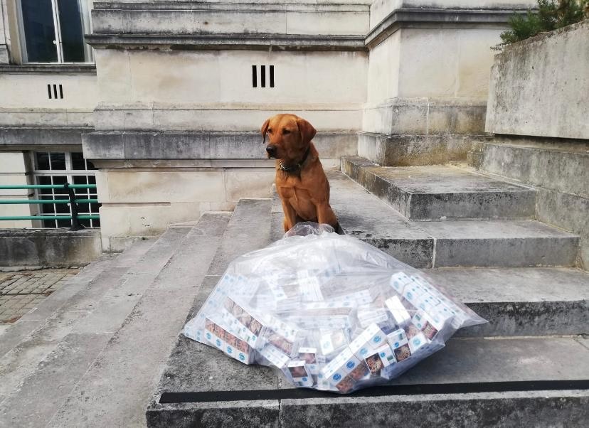 Sniffer dog Cooper Sniffer dog Cooper