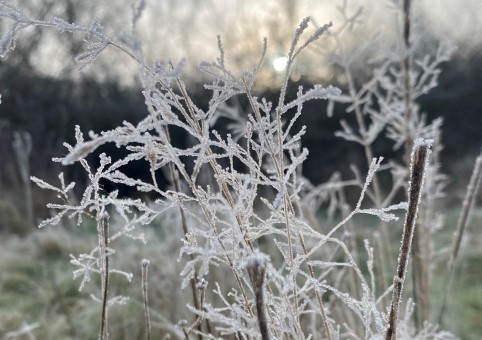 A frosty tree