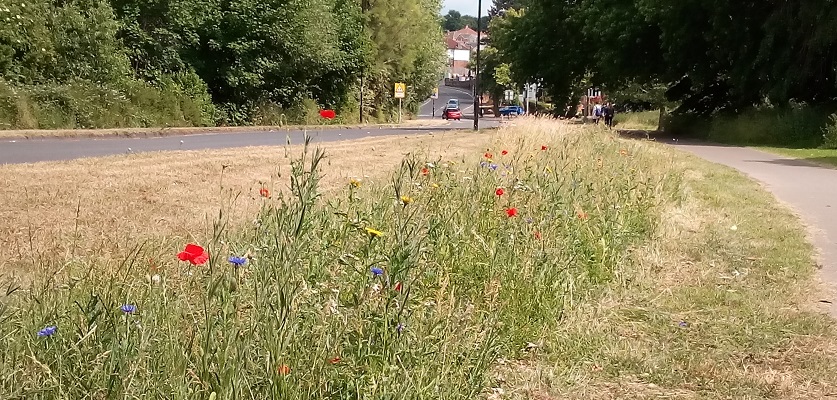 Roadside at Woodmill 2020 with strip of wild flowers including poppies and cornflowers