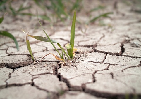 Grass growing through cracked mud