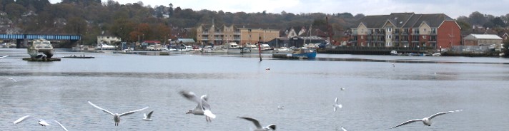 Southampton water with seagulls flying over