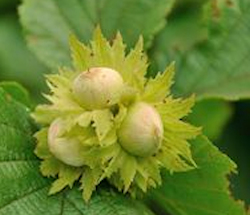 Cob nuts