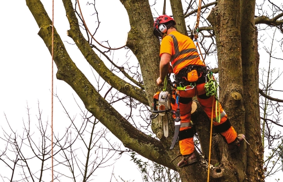 Man sawing tree