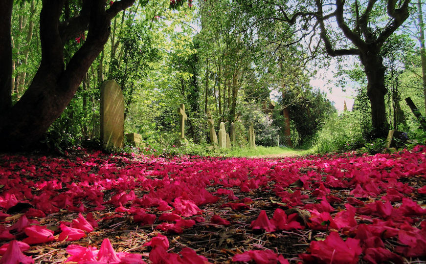 Old_cemetery_petals_tcm63-408461.jpg