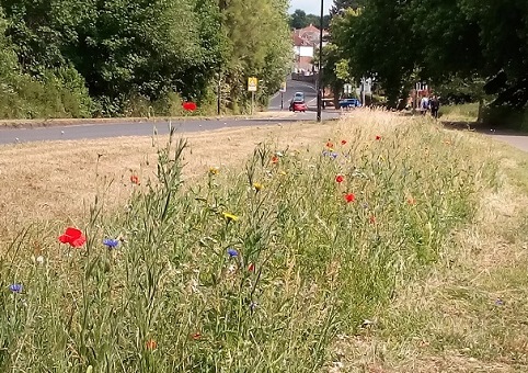 Wildflower meadow alongside a road
