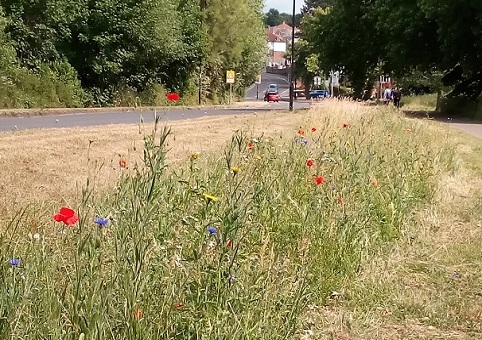 Wildflower meadow