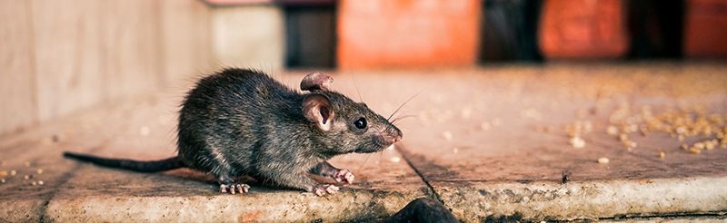 Rat on street