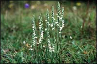 Autumn Ladies Tresses