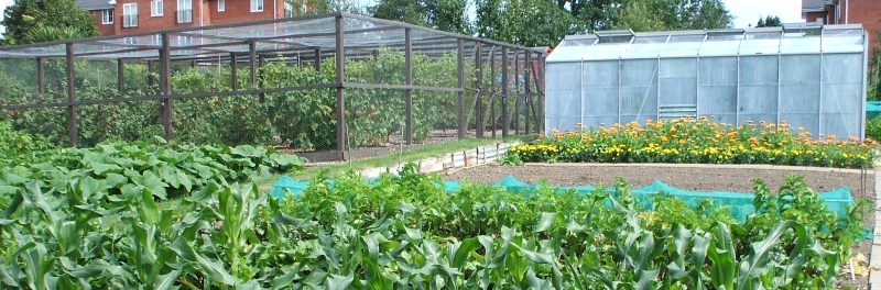 Southampton allotment fruit cage