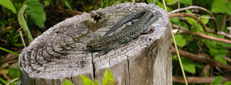 Common Lizard