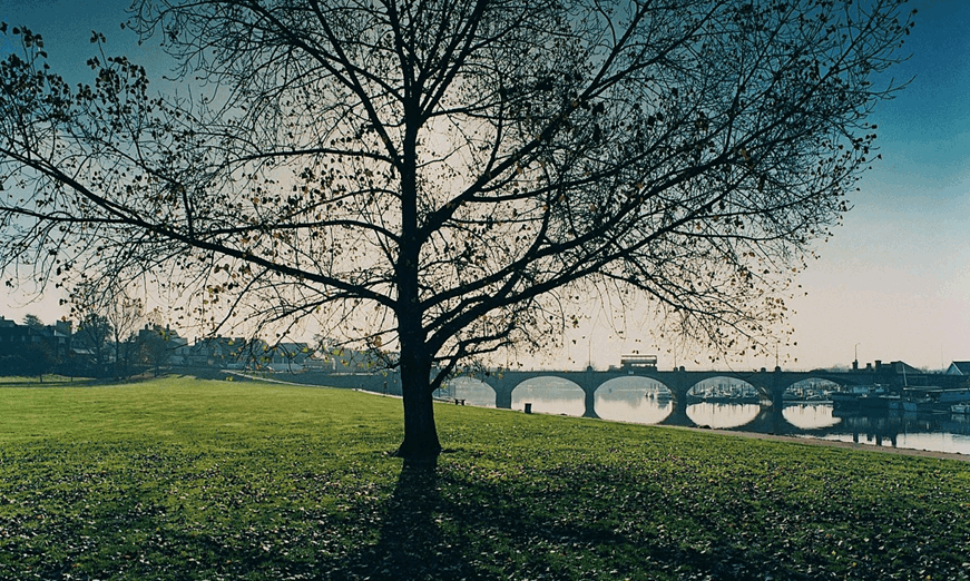 Park tree by river