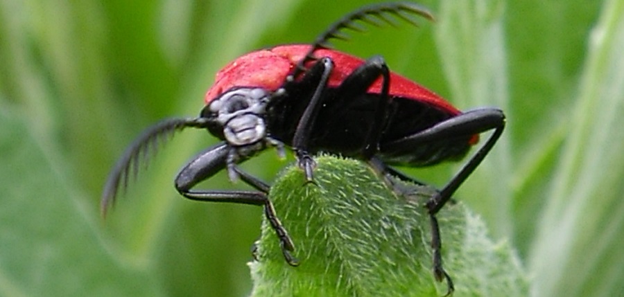 Cardinal Beetle