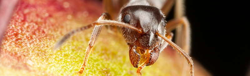 Pharaoh ant close up