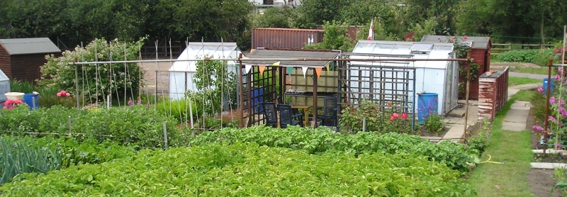 Southampton allotments greenhouse