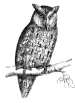 owl