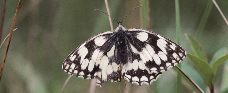 Marbled White butterfly