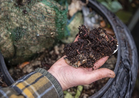 Someone holding compost soil with worms