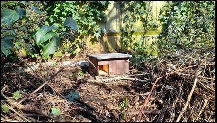 A hedgehog box surrounded by some plants and branches