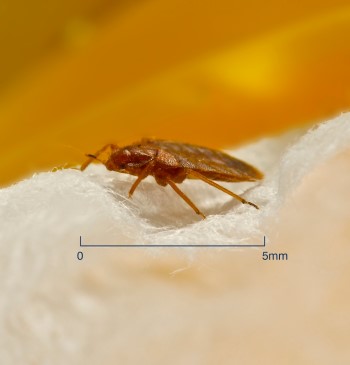 Close up of bed bug showing size of 5mm