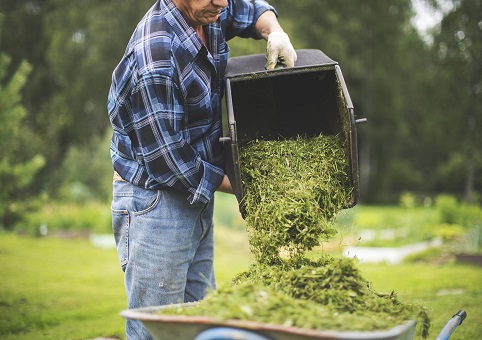 Man pouring grass cuttings into wheelbarrow