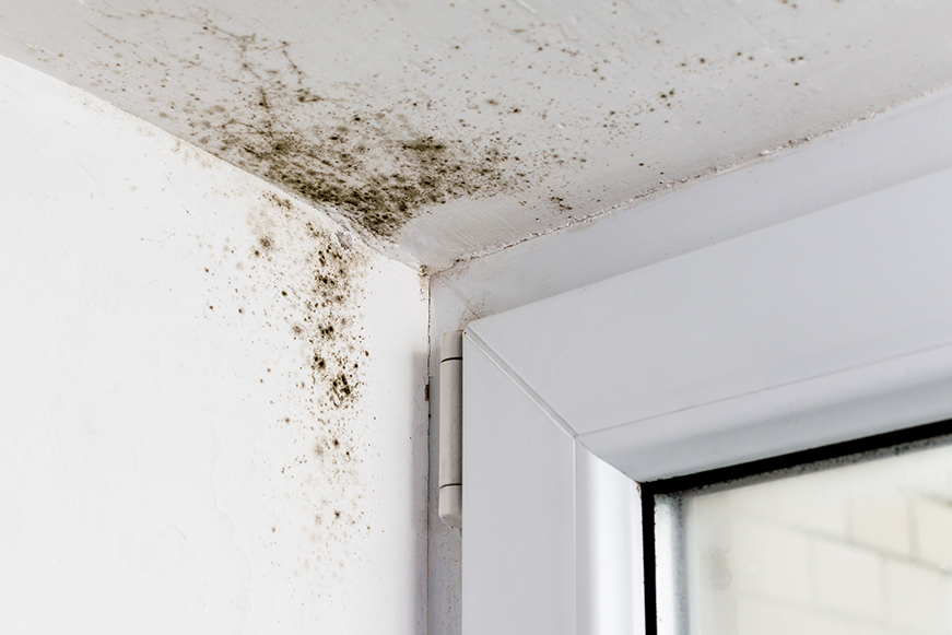 Dark mould on the wall and ceiling, in the corner of a room