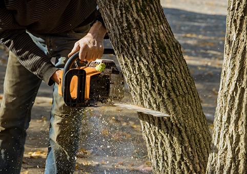 Someone using a chainsaw on a tree