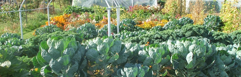 Southampton allotments sprouts