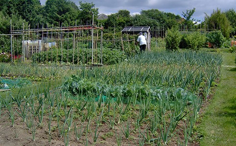 Allotments