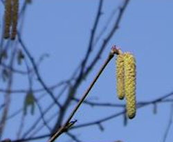 Catkins