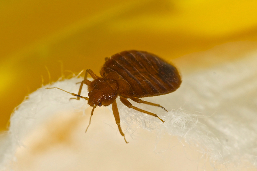 Close up view of a bed bug Close up view of a bed bug
