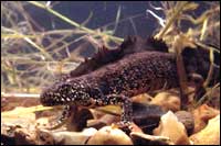 Great Crested newt