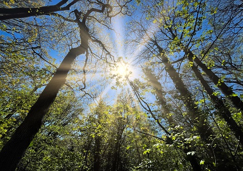 Summer sunshine through trees