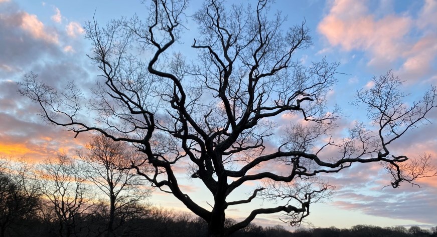 A tree in front of a blue sky at twilight. The sun is lighting the clouds and the sky